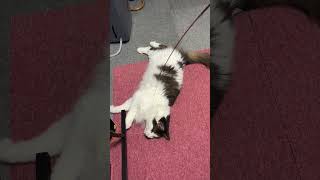 遊び待ちだった猫【ノル猫ミロシー】 #shorts