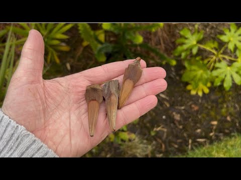 How To Germinate Monkey Puzzle Tree Seeds