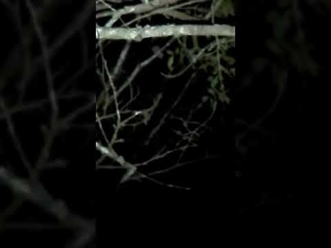 Black-and-white Owl — Strix nigrolineata — hlas a video