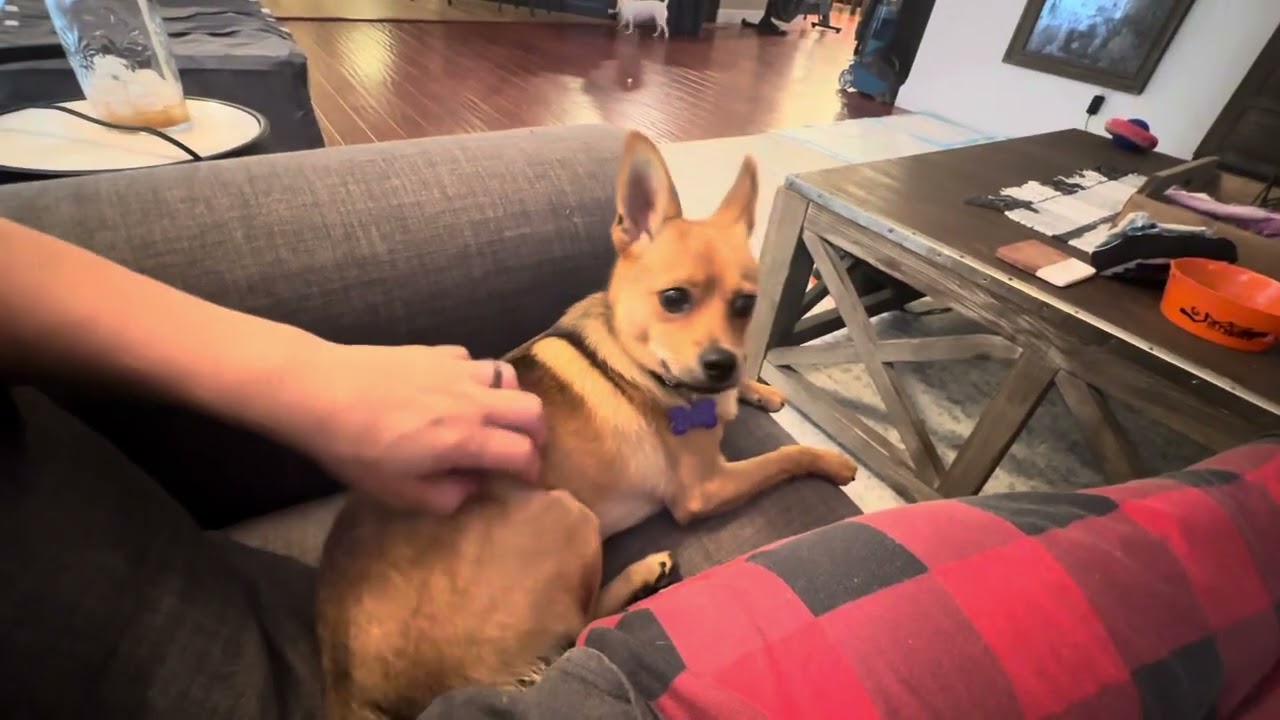 Enlarge Alex, a Adoptable mixed breed in Cookeville, TN video 4/4