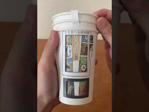 園芸 ピッチャープラント、パープルピッチャープラント