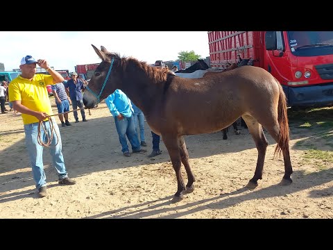 FEIRA DE CAVALOS EM CAMPINA GRANDE-PB ANIMAIS DE 1.000 REAIS HOJE 