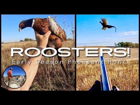 AWESOME Pheasant Hunt! Early Season Roosters!