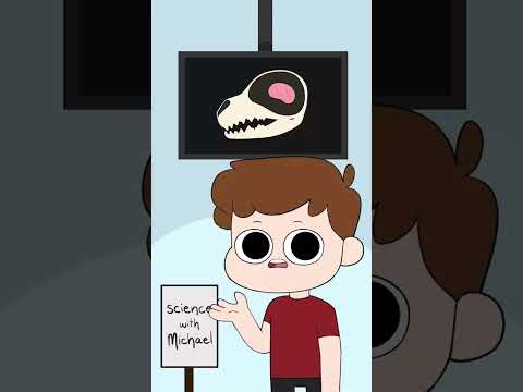 Name 1 reason why dogs shouldn't talk