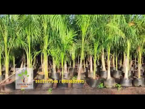 Roystonea Regia cuban Royal palm- in kadiyam