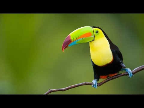 4K HD ULTRA Birds 10 bit color |  Amazing African birds