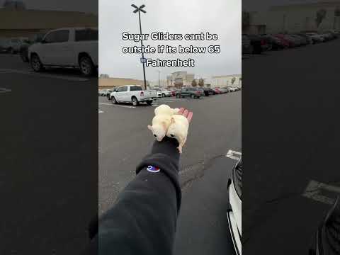 Comment places I should bring Rose & Winston when it gets warm out 😳