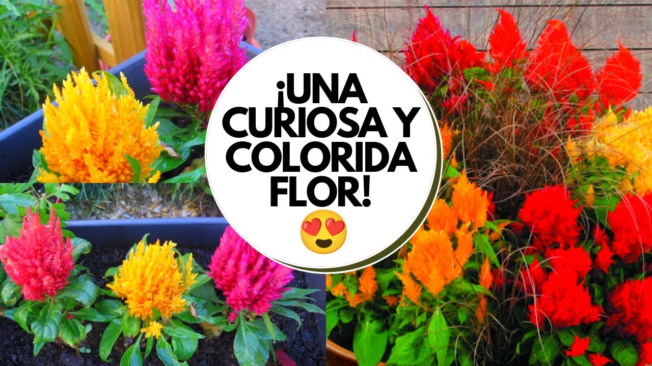 Watch Celosia planta cuidados / Planta plumilla Now Celosia planta cuidados / Planta plumilla