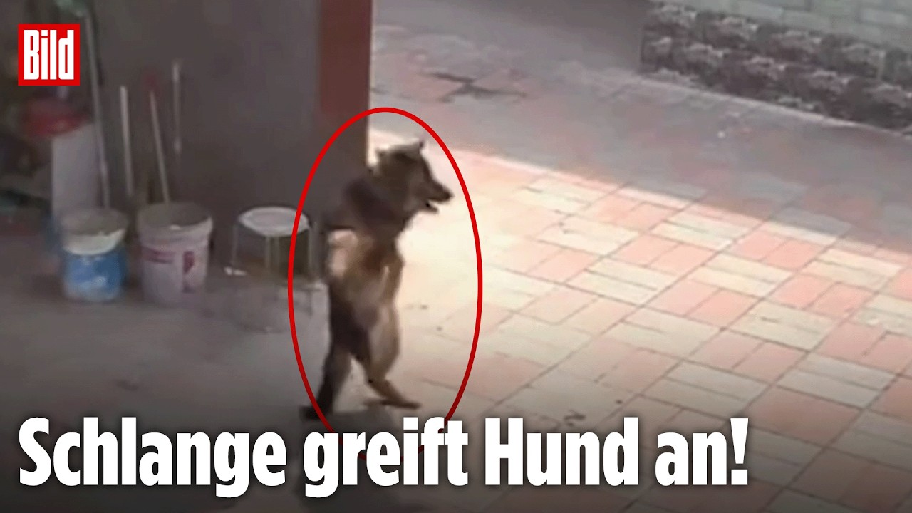 CHINA: Schlange beißt Hund in die Nase! Tierische Schock-Attacke