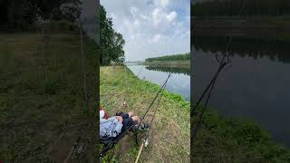 Feeder fishing #shorts #shortvideo #shortsyoutube #fishing #fish #river #feeder #new #nature #viral