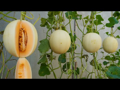 Let s grow bitter melon for your family this way it s very fruity and easy to make