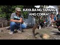KAYA BA NG TAPANG ANG COBRA
