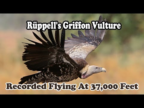 Griffon Vultures - 37000 Feet in the Air | Vultures | The Kind Of heights