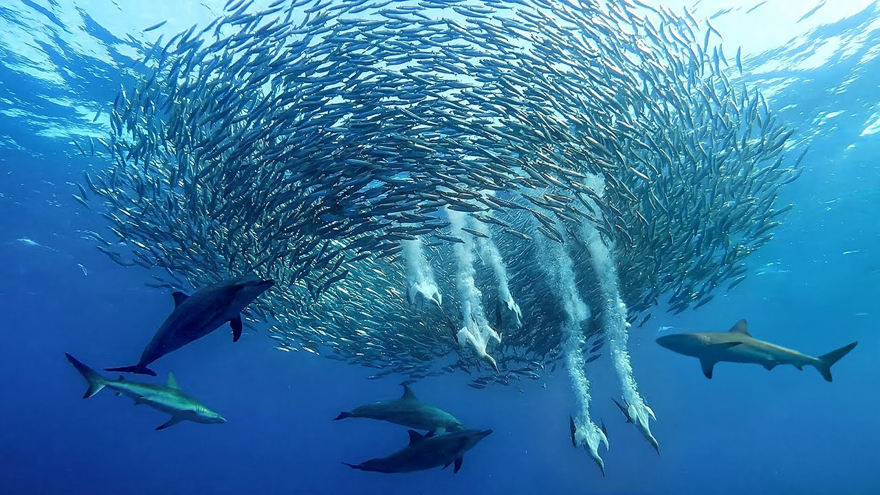 SARDINE RUN: EL MAYOR FESTÍN DE LA NATURALEZA