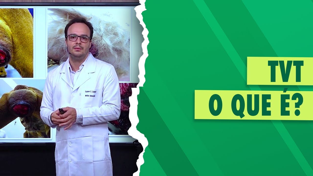 Diagnóstico de TVT em cadelas