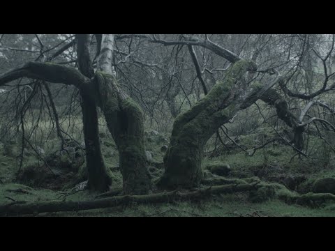 Woven Kin - Hibernate (Official Music Video)