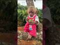 Monkey Funny Compilation Viral Indonesia USA TikTok 2025 ViralIndonesia ViralUSA Monkey