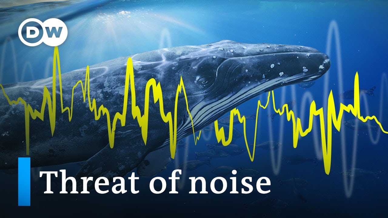 Our noise is killing marine life, but we can turn down the volume