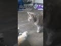 Grey Tabby Cat Become A Footsie Lover Shorts Cat