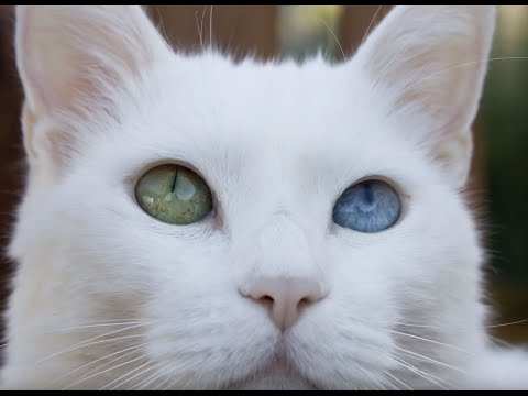 Amazing Super Loud Cat!!! How do you know your cat is deaf: Video 1