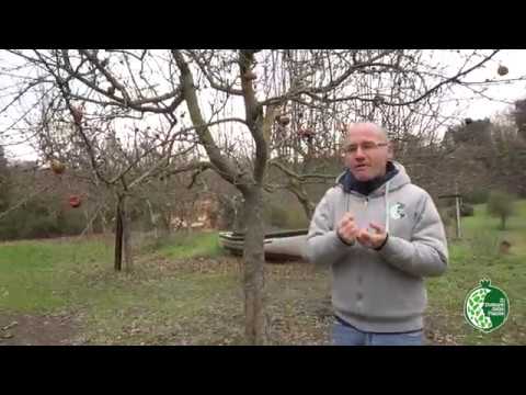 Corso Potatura Alberi da Frutto 2018