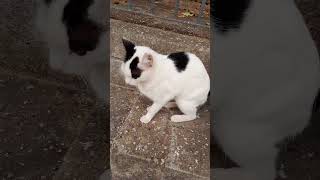 La gatita quiere que yo le adopte! #michis#gatos#gatoscallejeros#gato#cat#gatoscalle