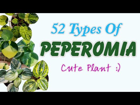 , title : '52 Jenis Tanaman Hias Imut Peperomia || Peperomia Plant Identification'