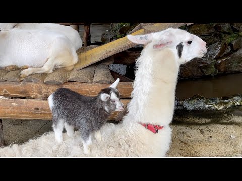 ヤギ岩の地形図。