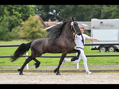 Stal Okkema's Cees - Tsjalke x Wikke - Ster Gelding - 2016 - 1.65m