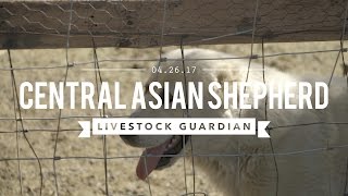CENTRAL ASIAN SHEPHERDS THE ULTIMATE LIVE STOCK GUARDIAN