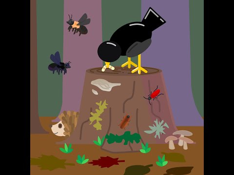 Wie Totholz unsere Wälder zum Leben erweckt