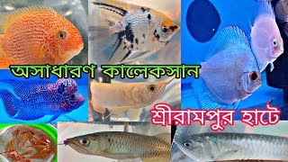 অসাধারণ কালেকসান দেখলাম | Aquarium Fish Serampore Haat | Shrirampur Fish Market | Serampore Hat