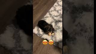 Yochon Puppies Videos