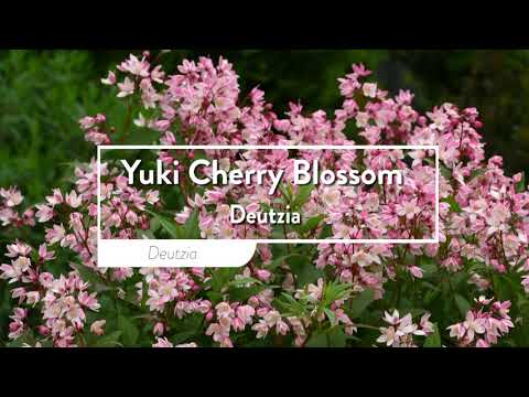 Yuki Cherry Blossom®