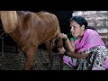 Viral Goat S Milking Vlog