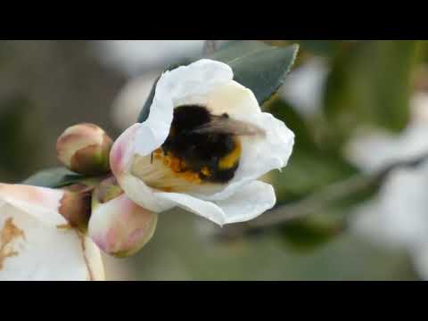 Buff-Tailed Bumblebees on roses in February
