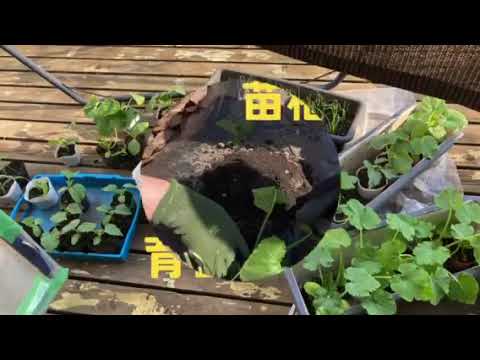  Storm Ciaran: 滑りやすい木製デッキに対処するための 6 つの専門家による滑り止めのヒント  庭園