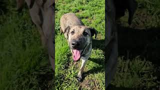 Video preview image #1 Dutch Shepherd -Unknown Mix Puppy For Sale in Chico, CA, USA
