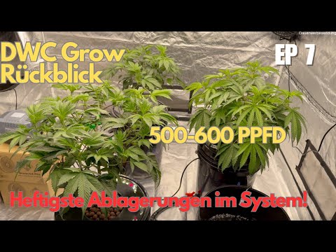 Woche 5 im Hookah DWC Grow! RS11 explodiert & DripClean vergessen?! | 💧 #bluelab #grow #hydro