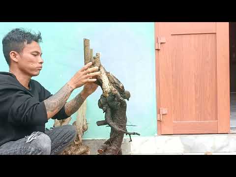 dx)35M366..Gl cây mộc hương 450k  lh0707713796.khuongbonsai