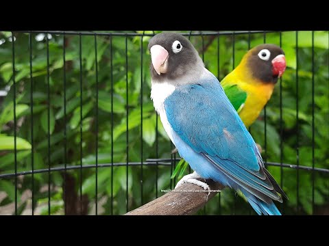 Lovebird Chirping Sounds Seven Hours - Blue Personata & Green Personata