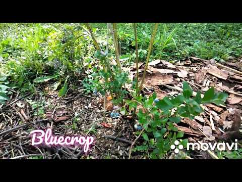 17 Blueberry Varieties - July 2021/ 17 Heidelbeere Sorten - Juli 2021