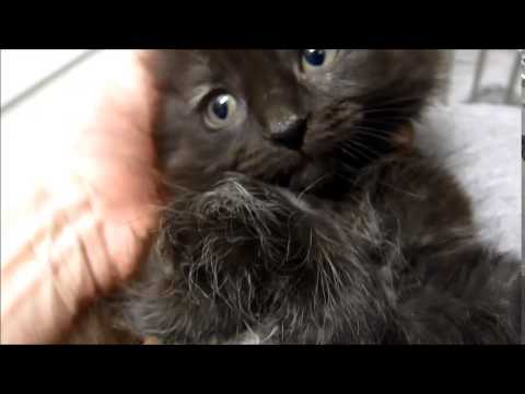 Keifer Kamille Kalvin