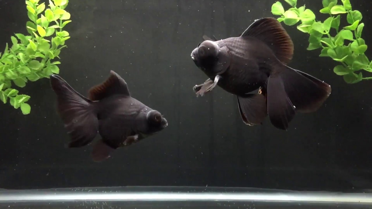 Black Moor Goldfish • Care Guide (Setup, Diet & Breeding)