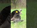 Turkey Head CHOP Hunting Outdoors Archery Turkeyhunting