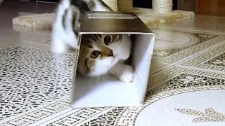 Funny cats. How to win a box