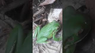 Download lagu KODOK HIJAU RAKSASA DARI PAPUA mp3