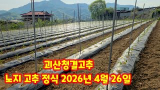 고추 심는방법 괴산청결고추 괴산고추 정식  노지재배 충북 괴산군민 유튜브 크리에이터 괴산군 감물면 풀뿌리농장…