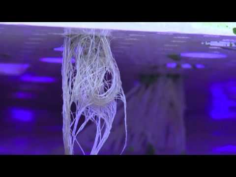 ＯＩＴキャンパスエコプロジェクト（植物工場、オイル産生藻類）