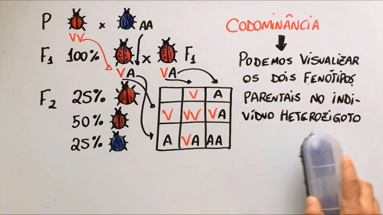 Ausência de dominância - Genética - Resumo Professor Gustavo
